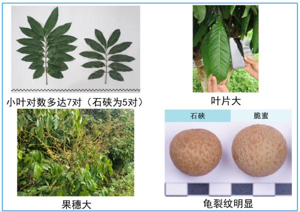 龙眼×荔枝=？世界首个龙眼与荔枝杂交新品种在广州诞生！