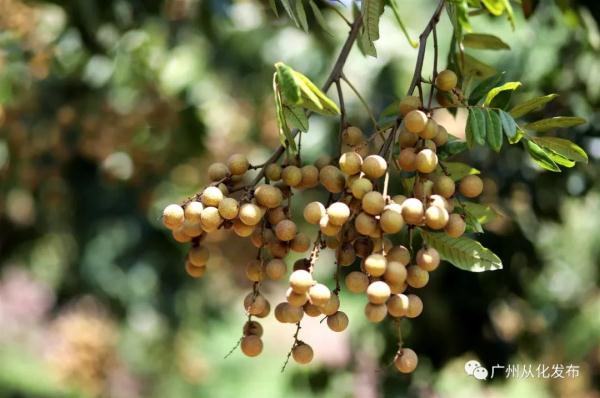 龙眼×荔枝=？世界首个龙眼与荔枝杂交新品种在广州诞生！